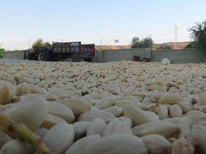 Kilis’te Boz Fıstıkları Kavlatma İşlemi Başladı