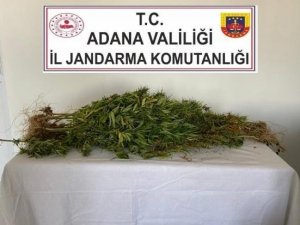 Dere Yatağında Kenevir Yetiştirmiş