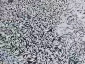 Bursa’da Esrarengiz Balık Ölümleri