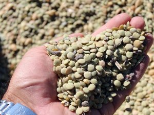 Yozgat’ta Yerli Tohum Yeşil Mercimekte Yüksek Verim Elde Edildi