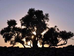 Ağaçların Göbeklitepesi 2 Bin Yıldır Zamana Meydan Okuyor