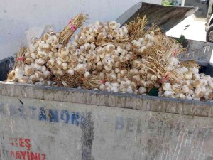 Kilolarca Taşköprü Sarımsağını Çöp Konteynerine Attılar
