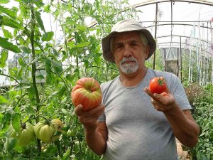 Bu Domatesin Tanesi 1 Kilo Geliyor, Rengi İle Dikkat Çekiyor