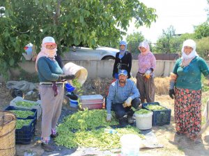 Bamya Üreticileri Aracılardan Dertli