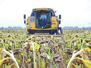 Vali Ceketini Çıkartıp, Biçerdöverle Ayçiçeği Hasadı Yaptı