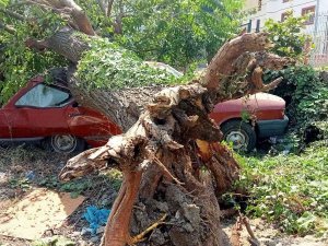 Çürüyen Dut Ağacı, Park Halindeki Aracın Üzerine Devrildi