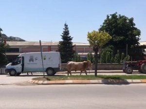 Kurban Bayramını Aratmayan Görüntüler, Boğa Ortalığı Bir Birine Kattı