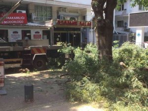 Ağaç Dalının Devrilme Anı Güvenlik Kameralarına Yansıdı