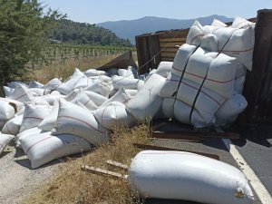 Tonlarca Kekik Devrilen Kamyondan Yola Saçıldı