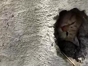 Duvardaki Delikte Sıkışan Kedi Kurtarıldı