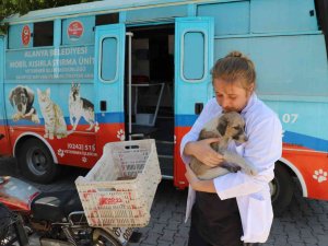 Alanya Belediyesi, Kırsaldaki Hayvanların Bakım Ve Kontrollerini Eksiksiz Yapıyor