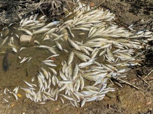 Gökırmak’ta Yüzlerce Balık Telef Oldu
