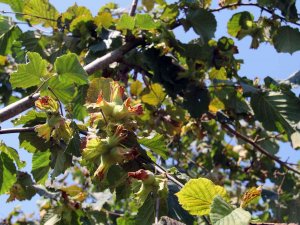 Serbest Piyasada, Fındık Fiyatı Tmo’yu Geçebilir