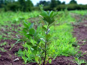 Geleceğin Meyvesi ‘Aronya’ Samsun’da Üretiliyor