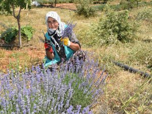 Arıkaya’da Mor Bereket