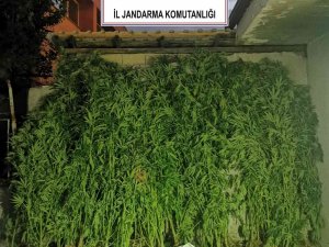 Jandarmadan 2 İlçede Uyuşturucu Operasyonu: 2 Gözaltı