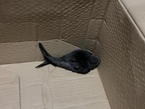 İ̇lk Başta Kırlangıç Sandı, Araştırıp Öğrenince Yoğun Duygular Yaşadı