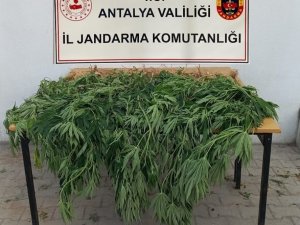 Korkuteli’de Jandarma 30 Kök Kenevir Ele Geçirdi