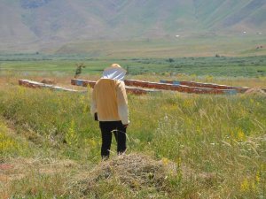 Şırnak’ta 700 Ton Baldan 150 Milyon Lira Gelir Hedefleniyor