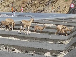 Hakkari’de Dağ Keçisi Sürüsü Yola İndi