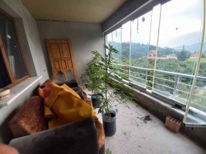 Evinin Üst Katında Yetiştirdiği Kenevir Jandarmaya Takıldı