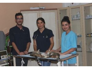 Adana’da Kedi Ve Köpekler Kısırlaştırılıyor