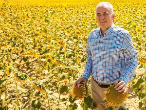 Ayçiçekler Hasat İçin Gün Sayıyor