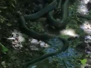 Yılanların Birbirini Yemeye Çalışması Görüntülendi