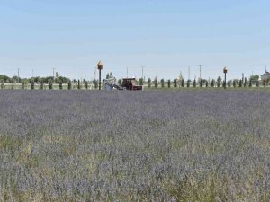 Karatay Lavanta Bahçesi’nde Hasat Zamanı