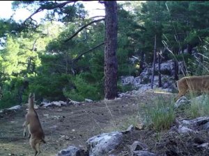 Geyiklerin Doğal Ortamlarındaki Görüntüleri Belgeselleri Aratmadı