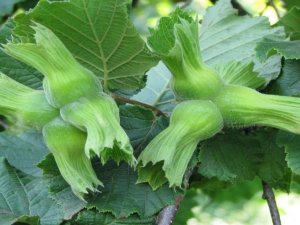 Düzce’de Fındık Hasat Tarihleri Belli Oldu