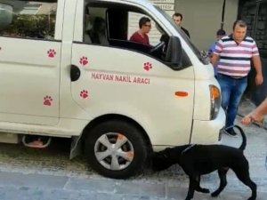 Kadıköy’de Köpek Saldırısı: Köpeğin Sahibine Para Cezası Yağdı