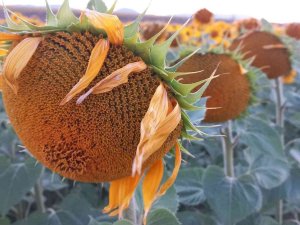 Ayçiçek Tarlalarındaki Masalsı Manzara Havadan Görüntülendi