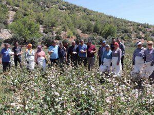 Türkiye’nin İlk Pamuk Hasadı Söke’den
