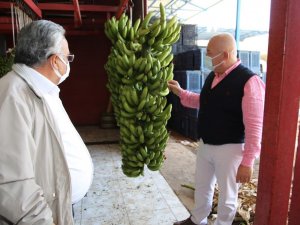 Alanya Muzu Coğrafi İşaret İle Tescillendi