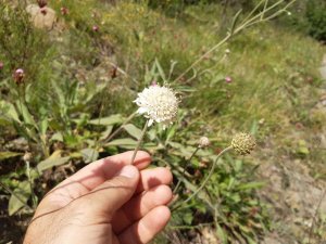 Endemik Bitki İnceleme Altında