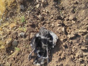 Kümese Dadanan Tilki 16 Hindiyi Telef Etti