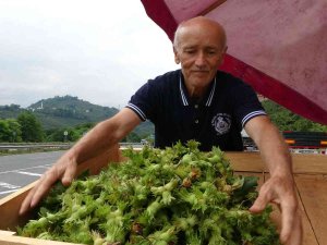 Ordu’da Yeni Fındık Hasattan Önce Tezgahlarda