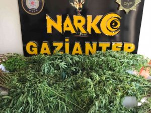 Gaziantep’te 267 Kök Kenevir Ele Geçirildi