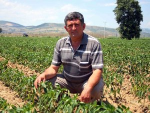 Adına Festivaller Düzenlenen Biber Fiyatı İle Üreticiyi Sevindirdi