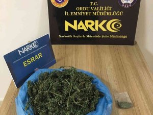 Ordu’da Uyuşturucu Operasyonlarında 1 Tutuklama