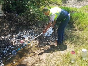 Bartın’da Telef Olan Balıklarla İlgili Irmakta İllegal Bir Deşarj Veya Atık Dökümü Tespit Edilmedi