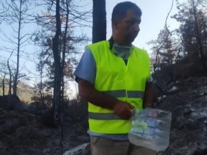 Marmaris Ve Datça’da Yangından Etkilenen Hayvanlara Yem Ve Su Desteği