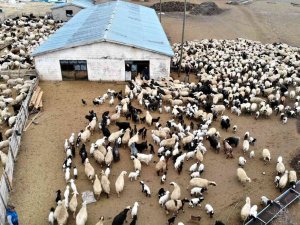 Karakuş: “Küçükbaş Hayvancılık Sektörü Zarar Ediyor”
