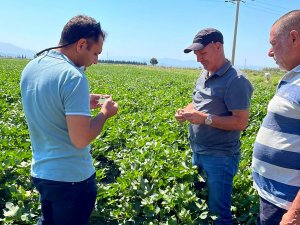 Söke İ̇lçe Tarım’dan, Kırmızı Örümcek Ve Yeşil Sinek Uyarısı