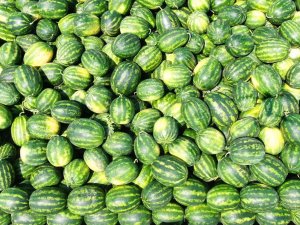 Karpuz Ve Kavunda Hasat Bitti, Çiftçinin Yüzü Güldü