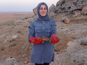 Sarnıca Düşen Çöl Varanı Kurtarıldı