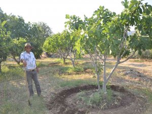800 Rakımlı Mahallede Yaş İncir Rekoltesi Üreticinin Yüzünü Güldürecek