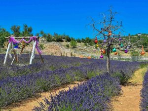 Mersin’de Köylüler Lavantayı Sevdi