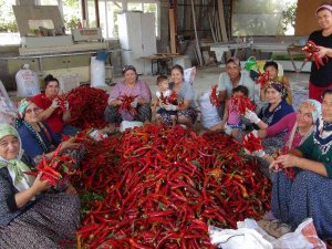 Biberin Salçaya Uzanan Zahmetli Yolculuğu Başladı